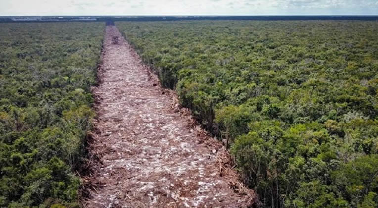 Tren-Maya-deforestacion-selva-playa-del-Carmen01