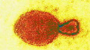 hemipavirus