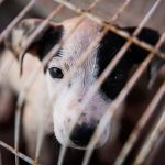 REPRUEBA GEM CUALQUIER TIPO DE VIOLENCIA Y MALTRATO CONTRA ANIMALES